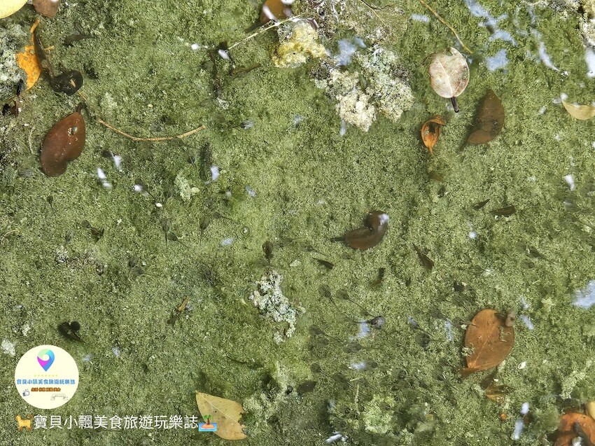 花蓮縣花蓮市[旅宿]花蓮 美侖大飯店 來去悠閒度假遊 景觀綠地、造景瀑布及步道及豐富娛樂休閒設施 從早玩到晚都不無聊喔