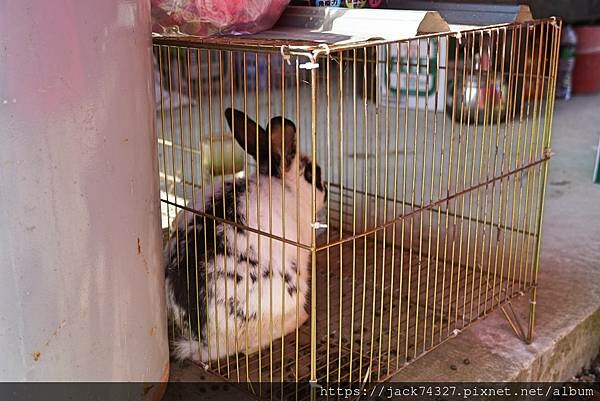 {苗栗住宿}苗栗南庄 南山傳奇(自搭帳/露營車)