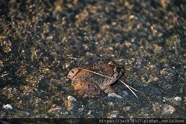 {苗栗住宿}露營營區推薦：南山傳奇露營區(自搭帳.露營車.狩