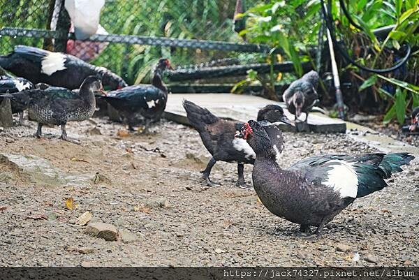 {苗栗住宿}苗栗南庄 南山傳奇(自搭帳/露營車)