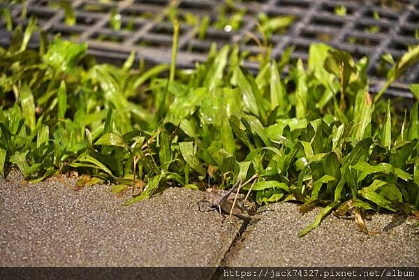 {苗栗住宿}露營營區推薦：南山傳奇露營區(自搭帳.露營車.狩