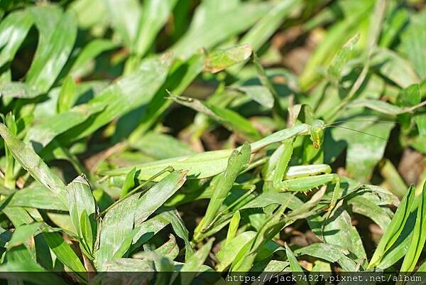 {苗栗住宿}露營營區推薦：南山傳奇露營區(自搭帳.露營車.狩