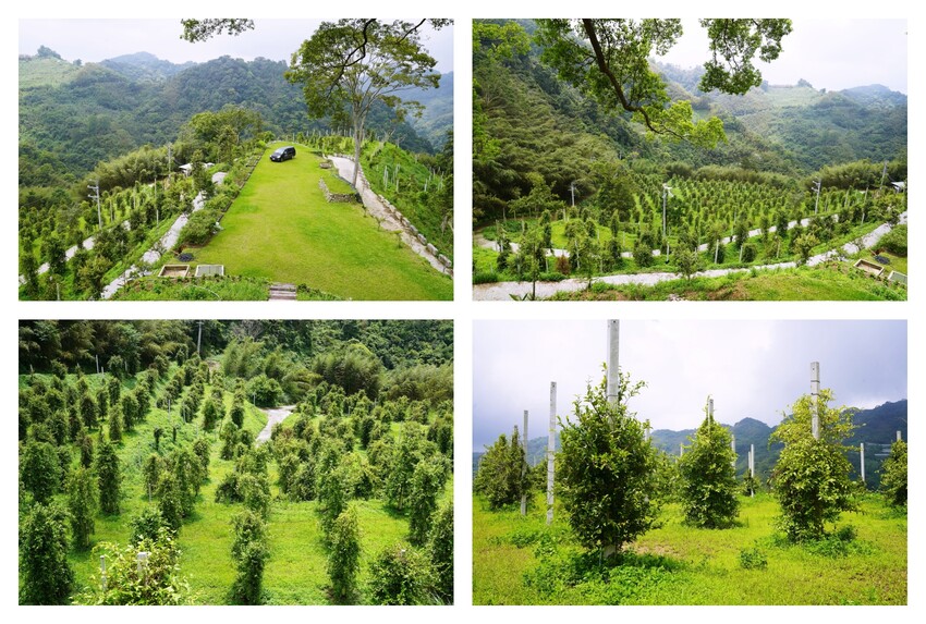 苗栗縣泰安鄉苗栗泰安旅遊 土牧驛健康農莊 帳篷紮營 懶人露營任你選 可親近自然 多元設施的露營園區