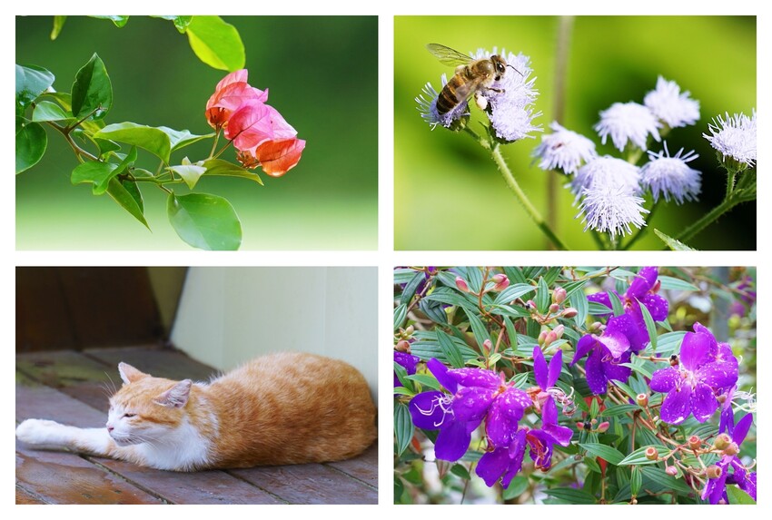 苗栗縣泰安鄉苗栗泰安旅遊 土牧驛健康農莊 帳篷紮營 懶人露營任你選 可親近自然 多元設施的露營園區