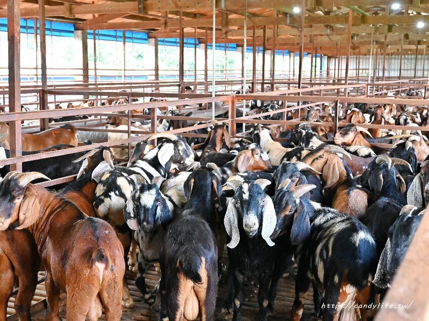 彰化縣芳苑鄉阿華羊肉店|在地老饕推薦的溫體羊肉爐,採用自養羊隻,料多實在,蔬菜湯頭更是讚