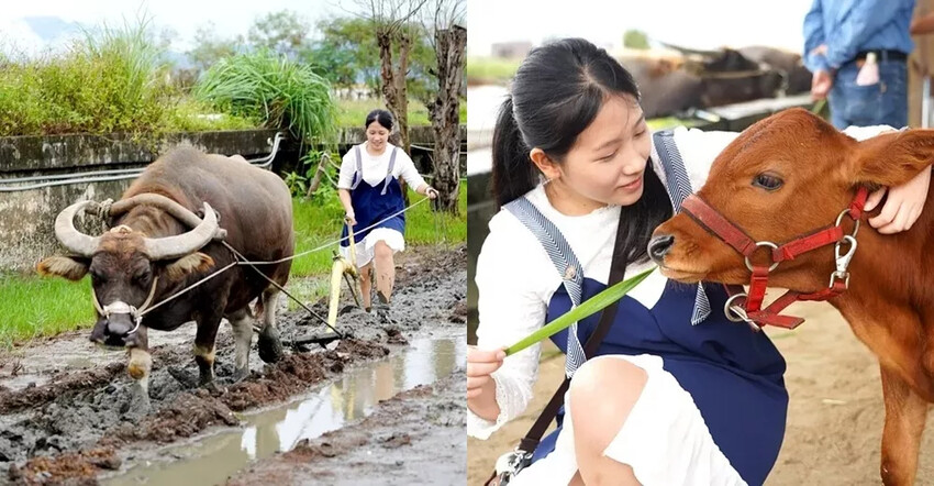宜蘭縣壯圍鄉藏甜手作坊》一週只開2天老宅甜點店，古亭穀倉就在旁超好拍