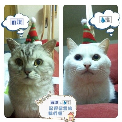 台中市場美食|位於黃昏市場中的美味米糕、油飯,搭配肉羹湯超對 台中市場美食|位於黃昏市場中的美味米糕、油飯,搭配肉羹湯超對