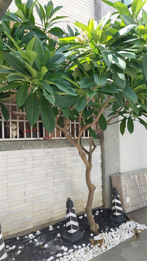 住宿｜鄰近恆春市舒適 椿了Vivir House 設計感民宿，奢侈感及設計感十足有管家的高級墾丁住宿