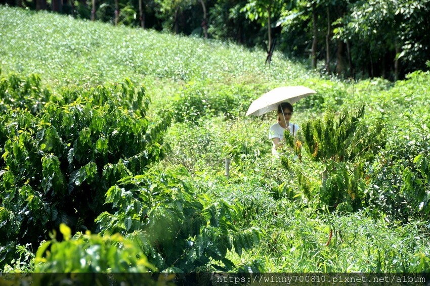 新北市新店區新北/新店 進駐於「文山農場」内,唯一一家餐廳【六堆文山新客家料理】老饕推薦的客家菜與小吃,甜湯銅板價