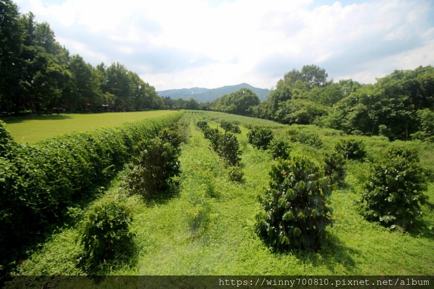新北市新店區新北/新店 進駐於「文山農場」内,唯一一家餐廳【六堆文山新客家料理】老饕推薦的客家菜與小吃,甜湯銅板價