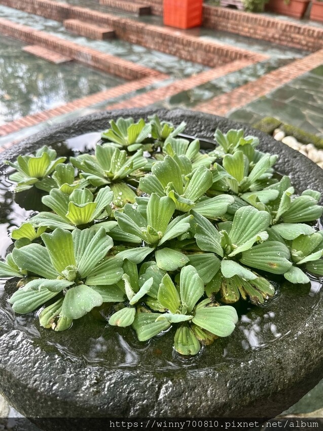 新北市新店區新北/新店 進駐於「文山農場」内,唯一一家餐廳【六堆文山新客家料理】老饕推薦的客家菜與小吃,甜湯銅板價