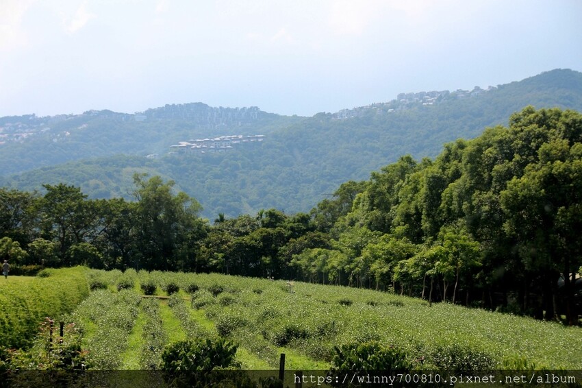 新北市新店區新北/新店 進駐於「文山農場」内,唯一一家餐廳【六堆文山新客家料理】老饕推薦的客家菜與小吃,甜湯銅板價