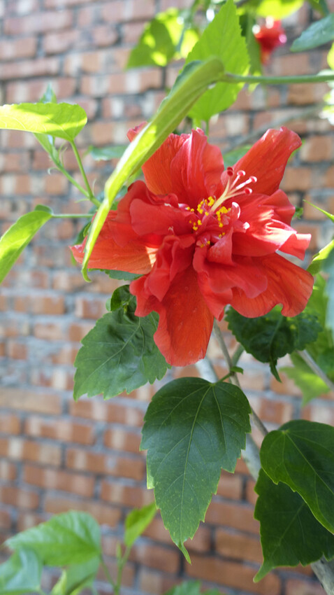 屏東甜點推薦【沐上甜點】鄉間的幸福甜點店！巴斯克蛋糕/客製化