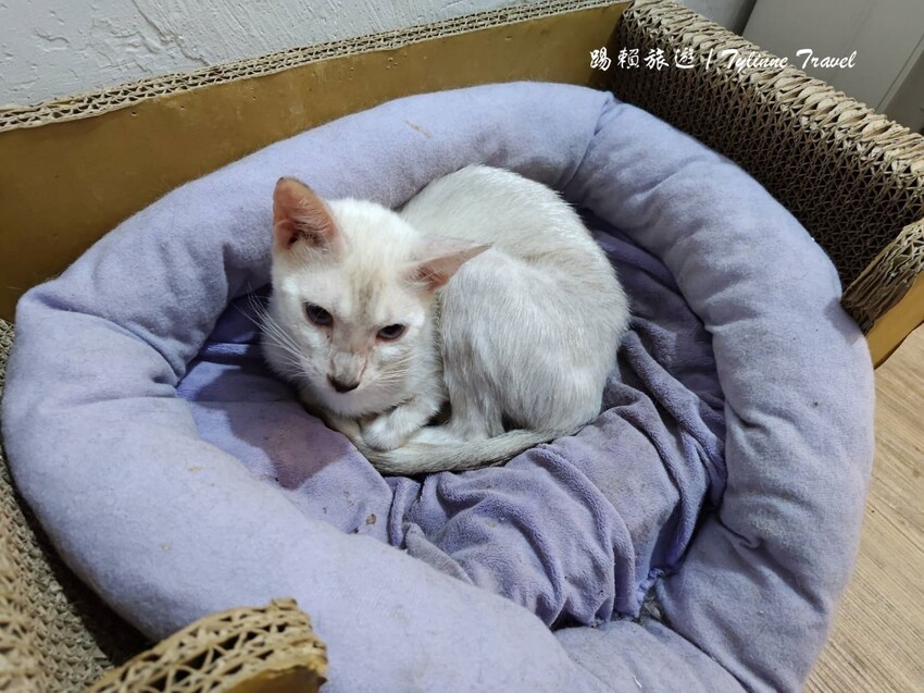新北市板橋區【新北美食】一隅有貓,溫暖的貓咪中途餐廳 | 異國輕食咖啡廳、小貓陪伴用餐 | 可認養喜歡貓咪 | 板橋美食推薦