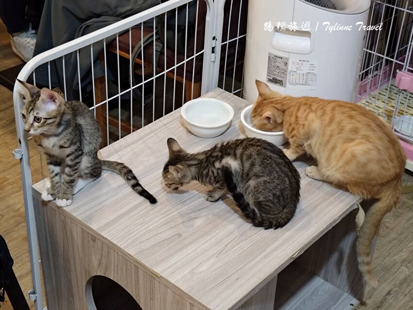 新北市板橋區【新北美食】一隅有貓,溫暖的貓咪中途餐廳 | 異國輕食咖啡廳、小貓陪伴用餐 | 可認養喜歡貓咪 | 板橋美食推薦