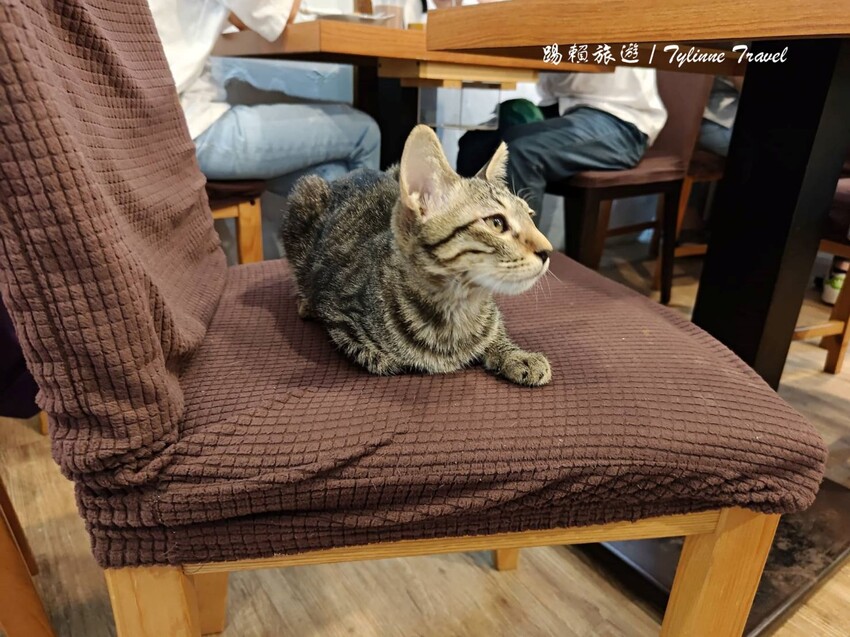 新北市板橋區【新北美食】一隅有貓,溫暖的貓咪中途餐廳 | 異國輕食咖啡廳、小貓陪伴用餐 | 可認養喜歡貓咪 | 板橋美食推薦