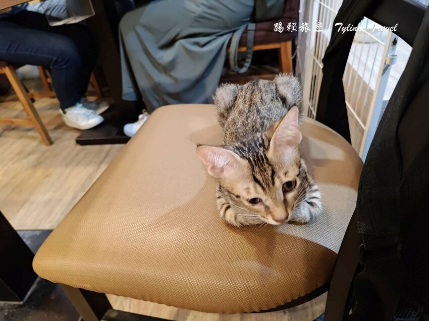 新北市板橋區【新北美食】一隅有貓,溫暖的貓咪中途餐廳 | 異國輕食咖啡廳、小貓陪伴用餐 | 可認養喜歡貓咪 | 板橋美食推薦