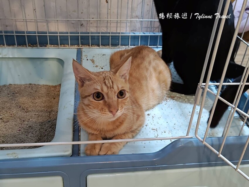 新北市板橋區【新北美食】一隅有貓,溫暖的貓咪中途餐廳 | 異國輕食咖啡廳、小貓陪伴用餐 | 可認養喜歡貓咪 | 板橋美食推薦