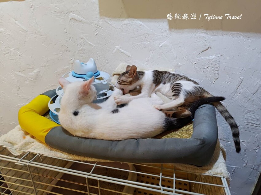 新北市板橋區【新北美食】一隅有貓,溫暖的貓咪中途餐廳 | 異國輕食咖啡廳、小貓陪伴用餐 | 可認養喜歡貓咪 | 板橋美食推薦