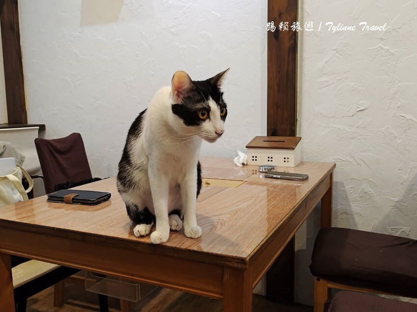 新北市板橋區【新北美食】一隅有貓,溫暖的貓咪中途餐廳 | 異國輕食咖啡廳、小貓陪伴用餐 | 可認養喜歡貓咪 | 板橋美食推薦