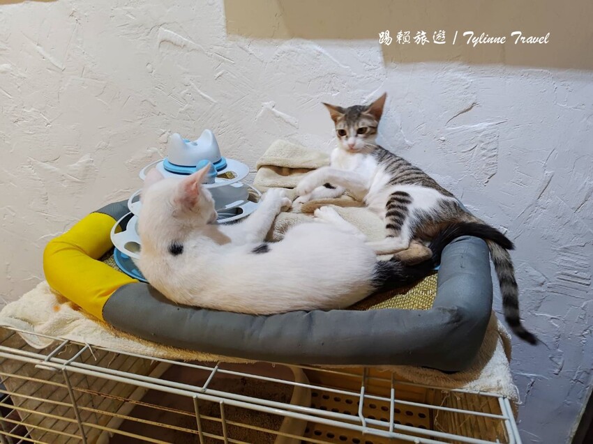 新北市板橋區【新北美食】一隅有貓,溫暖的貓咪中途餐廳 | 異國輕食咖啡廳、小貓陪伴用餐 | 可認養喜歡貓咪 | 板橋美食推薦