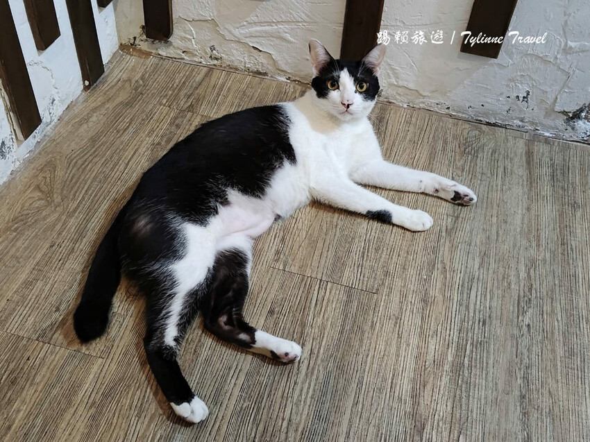 新北市板橋區【新北美食】一隅有貓,溫暖的貓咪中途餐廳 | 異國輕食咖啡廳、小貓陪伴用餐 | 可認養喜歡貓咪 | 板橋美食推薦