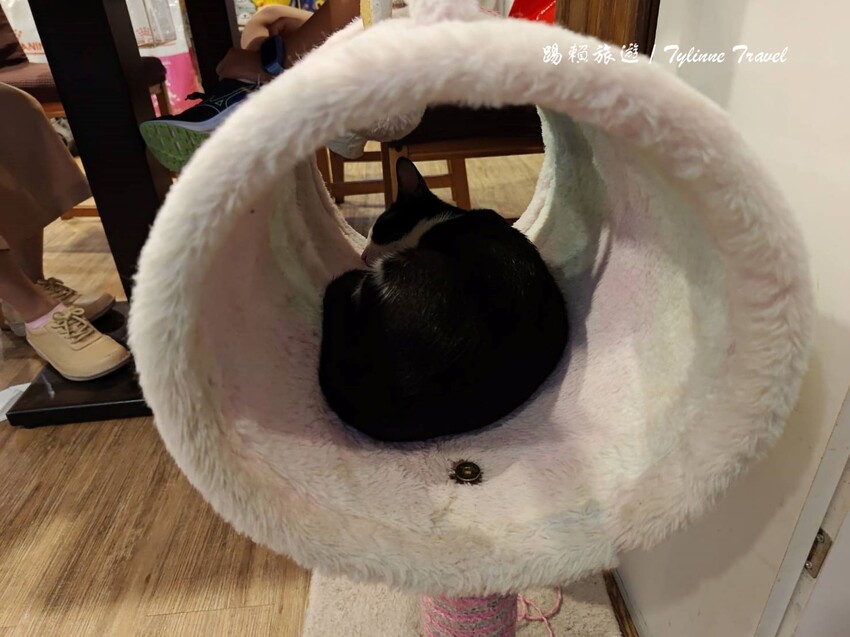 新北市板橋區【新北美食】一隅有貓,溫暖的貓咪中途餐廳 | 異國輕食咖啡廳、小貓陪伴用餐 | 可認養喜歡貓咪 | 板橋美食推薦