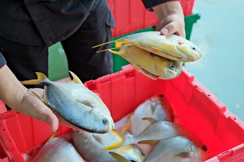 台中市西屯區潮港城太陽百匯｜台中Buffet吃到飽推薦 釜山海鮮季開跑 四人同行送巨無霸檸檬泰國蝦 百道料理無限供應 螃蟹