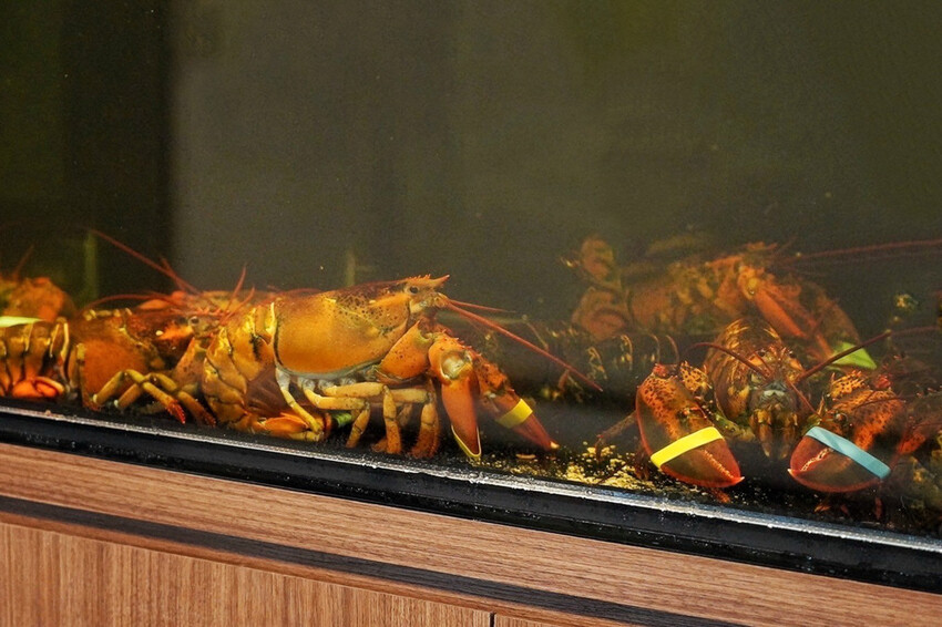 全台唯一夏威夷無菜單鐵板燒!近距離看火焰秀!整尾加拿大龍蝦都是我的~