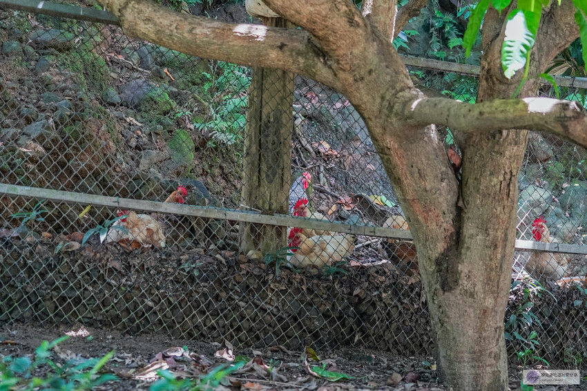 桃園龜山隱藏版！深山鐵皮屋「逗陣來土雞城」必吃自家養殖土雞，平價多人聚餐首選。