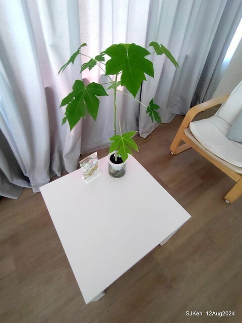 (新竹東區美食)「高北牛乳大王」新竹東門文昌店(Papaya  traditional Taiwan juice and milk shop)，Hsinchu city,  Aug 12, 2024, SJKen