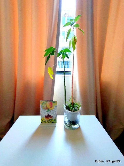 (新竹東區美食)「高北牛乳大王」新竹東門文昌店(Papaya  traditional Taiwan juice and milk shop)，Hsinchu city,  Aug 12, 2024, SJKen