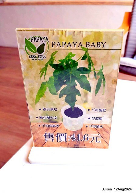 (新竹東區美食)「高北牛乳大王」新竹東門文昌店(Papaya  traditional Taiwan juice and milk shop)，Hsinchu city,  Aug 12, 2024, SJKen