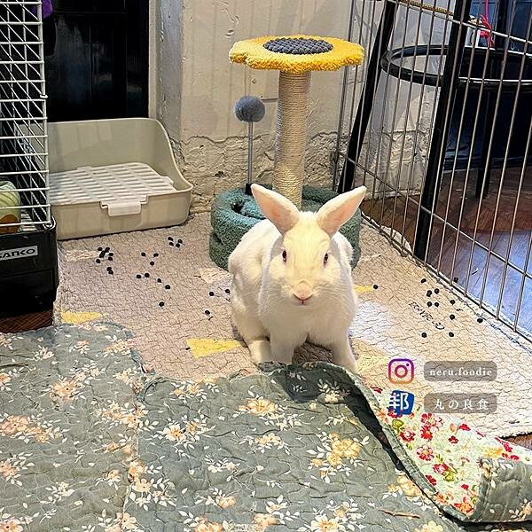 台北市大安區兔Dreams兔子餐廳｜大安寵物餐廳推薦 @neru.foodie / 丸の良食