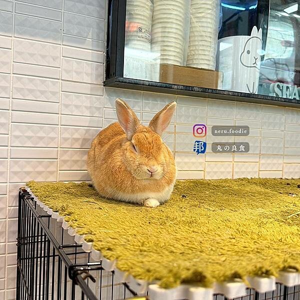 台北市大安區兔Dreams兔子餐廳｜大安寵物餐廳推薦 @neru.foodie / 丸の良食