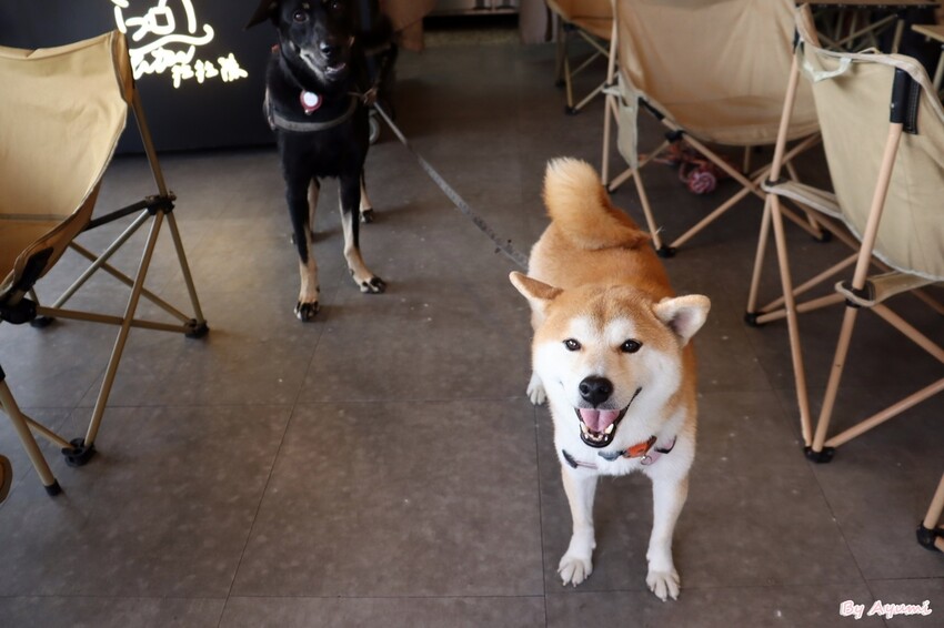 [台南寵物友善餐廳推薦]Lalatea-拉拉隊形象概念店/戶