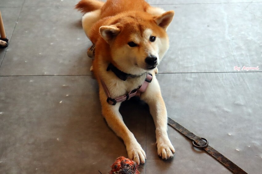 [台南寵物友善餐廳推薦]Lalatea-拉拉隊形象概念店/戶