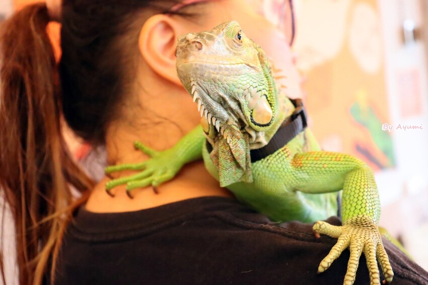 [台南寵物友善餐廳推薦]Lalatea-拉拉隊形象概念店/戶