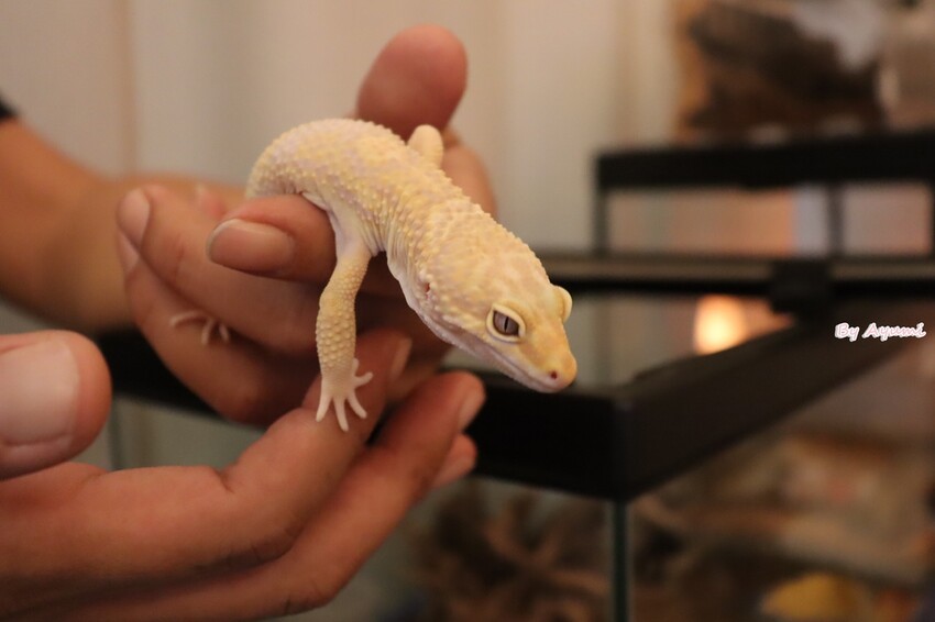 [台南寵物友善餐廳推薦]Lalatea-拉拉隊形象概念店/戶