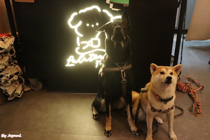 [台南寵物友善餐廳推薦]Lalatea-拉拉隊形象概念店/戶