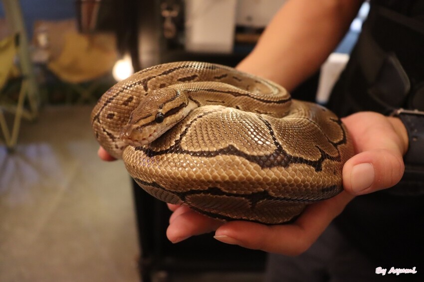 [台南寵物友善餐廳推薦]Lalatea-拉拉隊形象概念店/戶