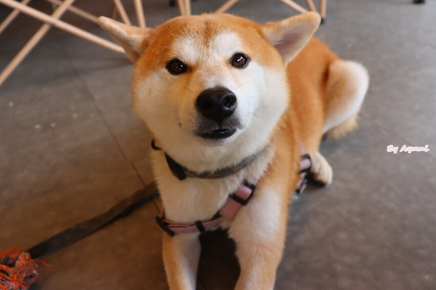 [台南寵物友善餐廳推薦]Lalatea-拉拉隊形象概念店/戶