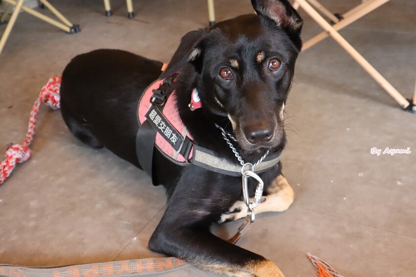 [台南寵物友善餐廳推薦]Lalatea-拉拉隊形象概念店/戶