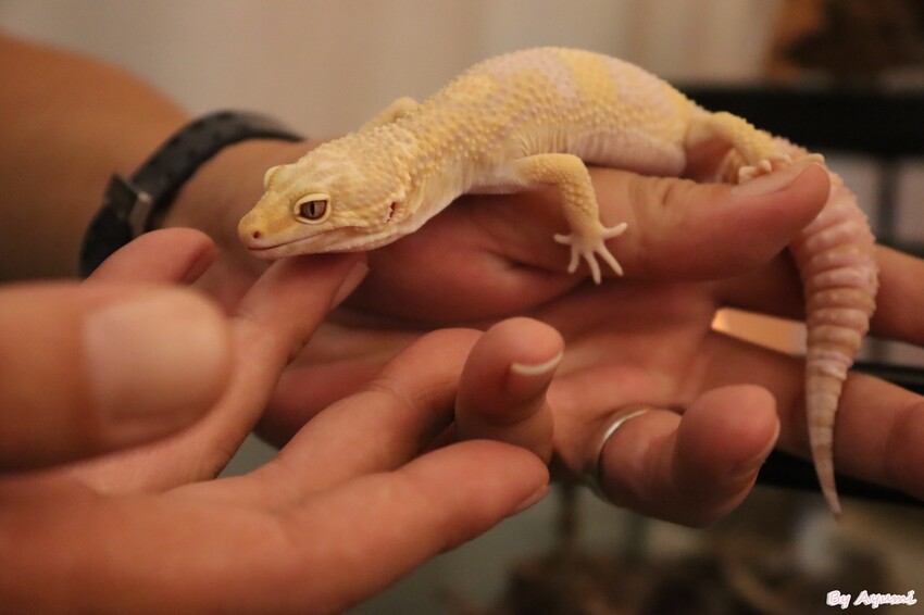 [台南寵物友善餐廳推薦]Lalatea-拉拉隊形象概念店/戶