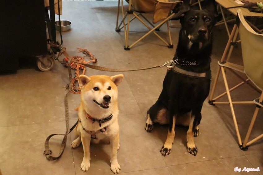 [台南寵物友善餐廳推薦]Lalatea-拉拉隊形象概念店/戶