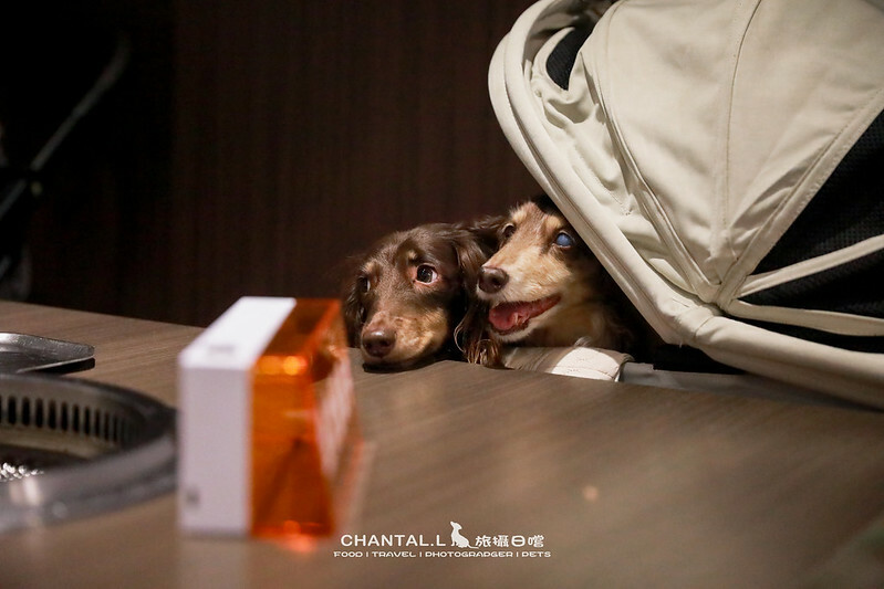 台中西屯區毛小孩友善燒肉,火火燒肉福科店,美味與溫馨兼具