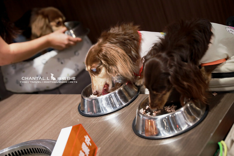 台中西屯區毛小孩友善燒肉,火火燒肉福科店,美味與溫馨兼具