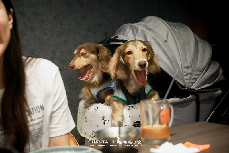 台中西屯區毛小孩友善燒肉,火火燒肉福科店,美味與溫馨兼具