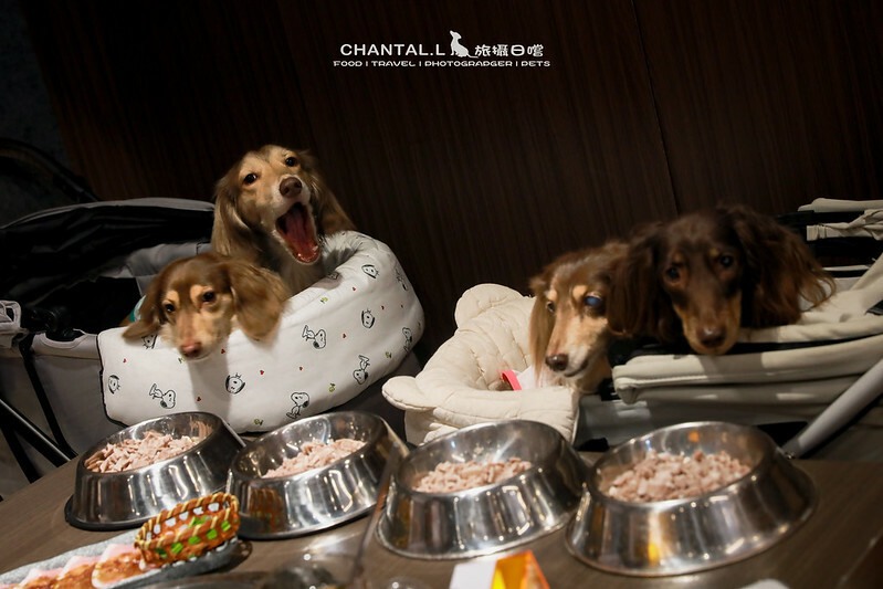 台中西屯區毛小孩友善燒肉,火火燒肉福科店,美味與溫馨兼具