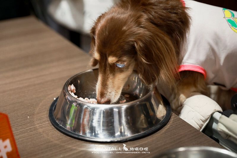 台中西屯區毛小孩友善燒肉,火火燒肉福科店,美味與溫馨兼具